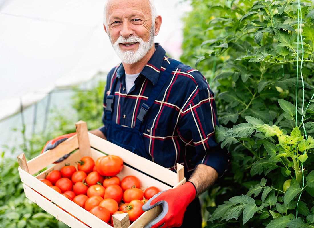 Insurance by Industry - Mature Farmer Holding a Wooden Crate of Tomatoes on a Sunny Day
